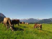 Großtiere - Kühe auf der Weide